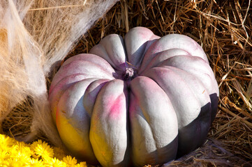 happy halloween pumpkin. halloween autumn holiday concept. harvest.
