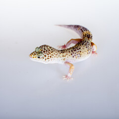 Cute Leopard Gecko on a white background