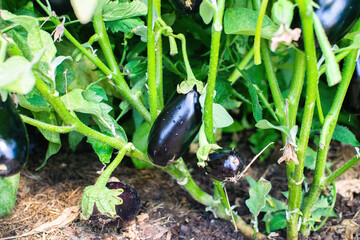 Ripe organic eggplant in the garden. Purple eggplant grows on the branch.