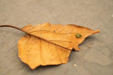 leaf on dirty ground