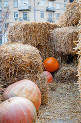 hay with orange halloween pumpkin with nobody outdoor