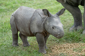 Three week old baby Indian Rhinoceros © Mark Kostich