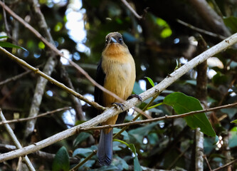 bird perched on a branch. Black-goggled Tanager -Trichothraupis melanops
