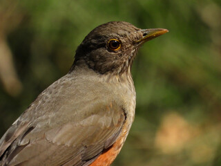 bird portrait - Rufous-bellied Thrush, Turdus rufiventris