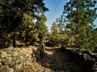 royal road in the interior of the pine forest