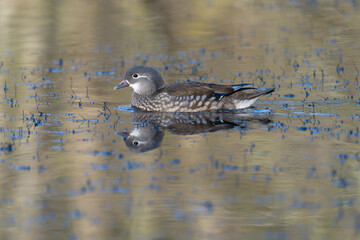 Mandarin duck, Aix galericulata