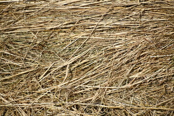Hay close-up. Mowed grass. 