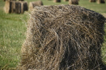 Haymaking. Mowed meadow. Summer day.Hay rolls close up. 