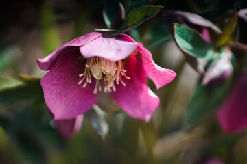 Obraz premium pink and white,photo taken in Navarra.