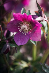 flower of a flower,photo taken in Navarra.