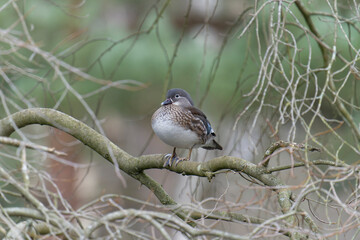 Mandarin duck, Aix galericulata,