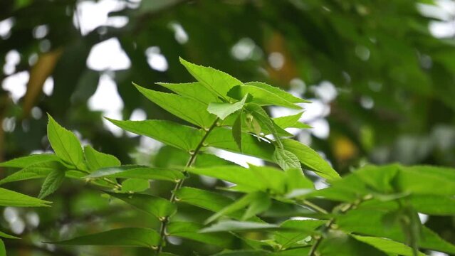 Muntingia calabura leaves (Kersen, , capulin blanco, cacaniqua, nigua, niguito, Jamaican cherry). This plant has red small fruit, juicy and sweet