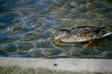 duck in the water,photo taken in Navarra.
