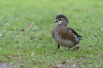 Mandarin duck, Aix galericulata,