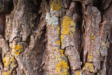 bark of a tree,photo take in Navarra.