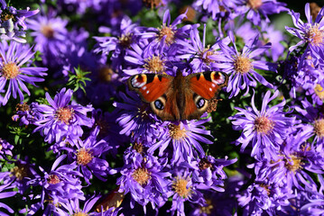 Close up of a colorful butterfly, a peacock butterfly, sitting on a purple flower against a green background - Powered by Adobe