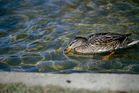 duck in the water,photo taken in Navarra.