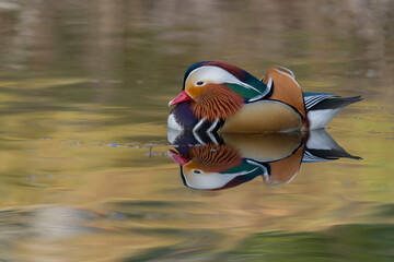 Mandarin duck, Aix galericulata,
