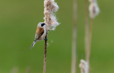 Penduline tit, Remiz pendulinus,