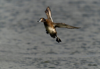 Tufted duck, Aythya fuligula