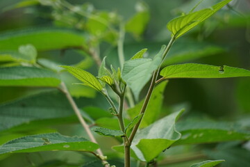 Trema orientale (also called Trema orientalis, Cannabaceae, charcoal tree, Indian charcoal tree) leaves. Extracts from leaves of related species (Trema guineense) showed  anti-arthritic.