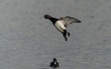 Tufted duck, Aythya fuligula