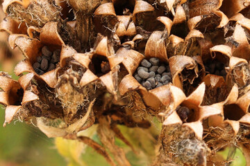 Macro view of the seed pods on a maltese cross plant