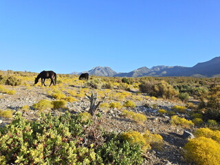 Wild horses enjoying a beautiful autumn day in Nevada's high desert, that lies below the Spring...