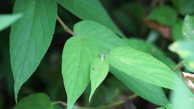 Trema orientale (also called Trema orientalis, Cannabaceae, charcoal tree, Indian charcoal tree) leaves. Extracts from leaves of related species (Trema guineense) showed  anti-arthritic.