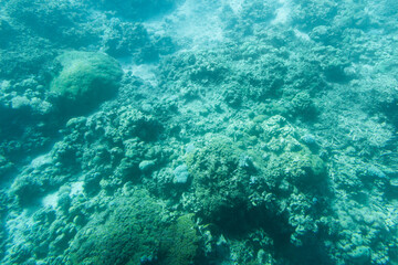 Naklejka na ściany i meble coral reef in the Red sea