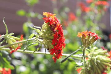Closeup view of the red flowers on a maltese cross plant