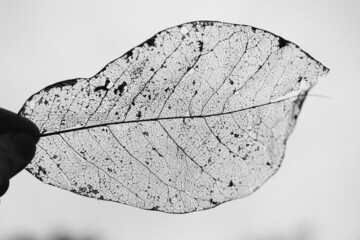 Leaf skeleton