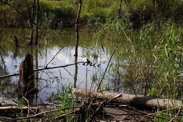 Abgestorbene Bäume, Umweltverschmutzung, Moor, Sumpf, Brackwasser, dead trees, environment, bog, swamp,