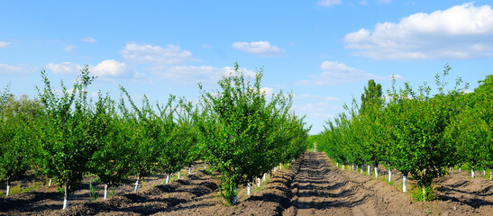 Fototapeta na wymiar Young fruit cherry orchard. Spring landscape. Wide photo.