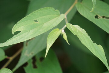 Trema orientale (also called Trema orientalis, Cannabaceae, charcoal tree, Indian charcoal tree) leaves. Extracts from leaves of related species (Trema guineense) showed  anti-arthritic.
