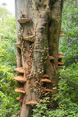 Fungi on a tree