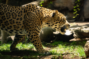 Leopard closeup