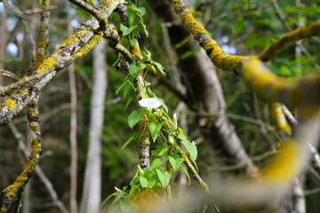 Abgestorbene Bäume, Umweltverschmutzung, Moor, Sumpf, Brackwasser, dead trees, environment, bog, swamp,