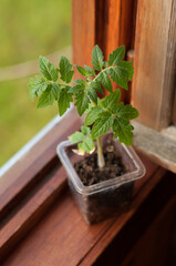 tomato seedlings in a transparent pot on a wooden windowsill against an open window background