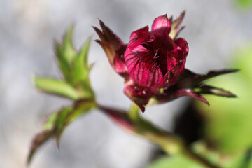 Delicate closeup view of pink masterwort flower heads