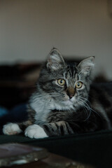 Gray Maine Coon 