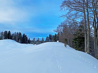 Picturesque winter alpine landscape with alpine peaks, hills, forests and pastures covered with deep fresh snow - Appenzell Alps massif, Switzerland (Schweiz)