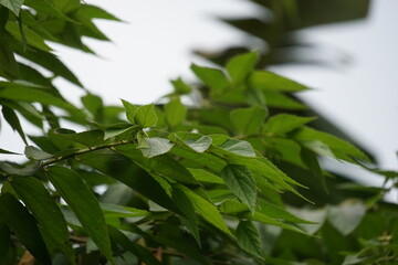 Muntingia calabura leaves (Kersen, , capulin blanco, cacaniqua, nigua, niguito, Jamaican cherry). This plant has red small fruit, juicy and sweet