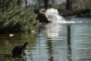 Turtle  in the lake, Emirgan Park 2021