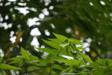 Muntingia calabura leaves (Kersen, , capulin blanco, cacaniqua, nigua, niguito, Jamaican cherry). This plant has red small fruit, juicy and sweet