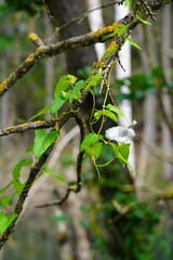 Abgestorbene Bäume im Brackwasser sumpfig und moorig. Dead trees in the brackish water swampy and boggy.