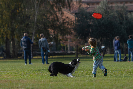 Border Collie