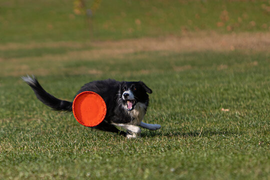 Border Collie