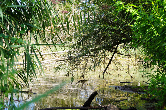 Abgestorbene B&auml;ume im Brackwasser sumpfig und moorig. Dead trees in the brackish water swampy and boggy.