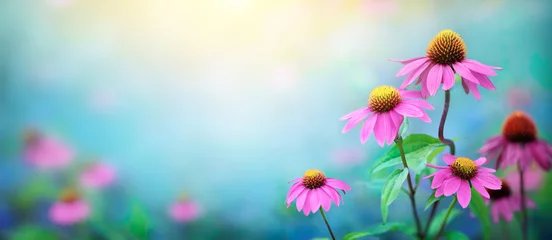 Küchenrückwand glas motiv Schöne rosa Blumen Echinacea Nahaufnahme auf einem verschwommenen Hintergrund. Echinacea purpurea (Purpur-Sonnenhut) Heilpflanze wird zur Stärkung des Immunsystems eingesetzt. © Tryfonov